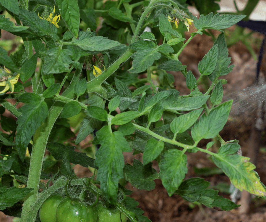 Tomato Plant with discoloured leaves